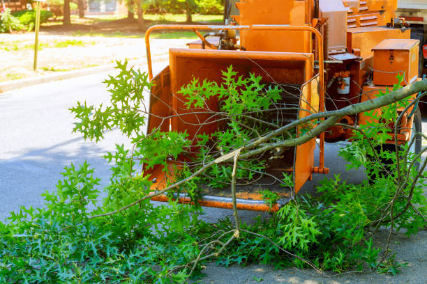 Best Weed Control  in Black Hammock, FL